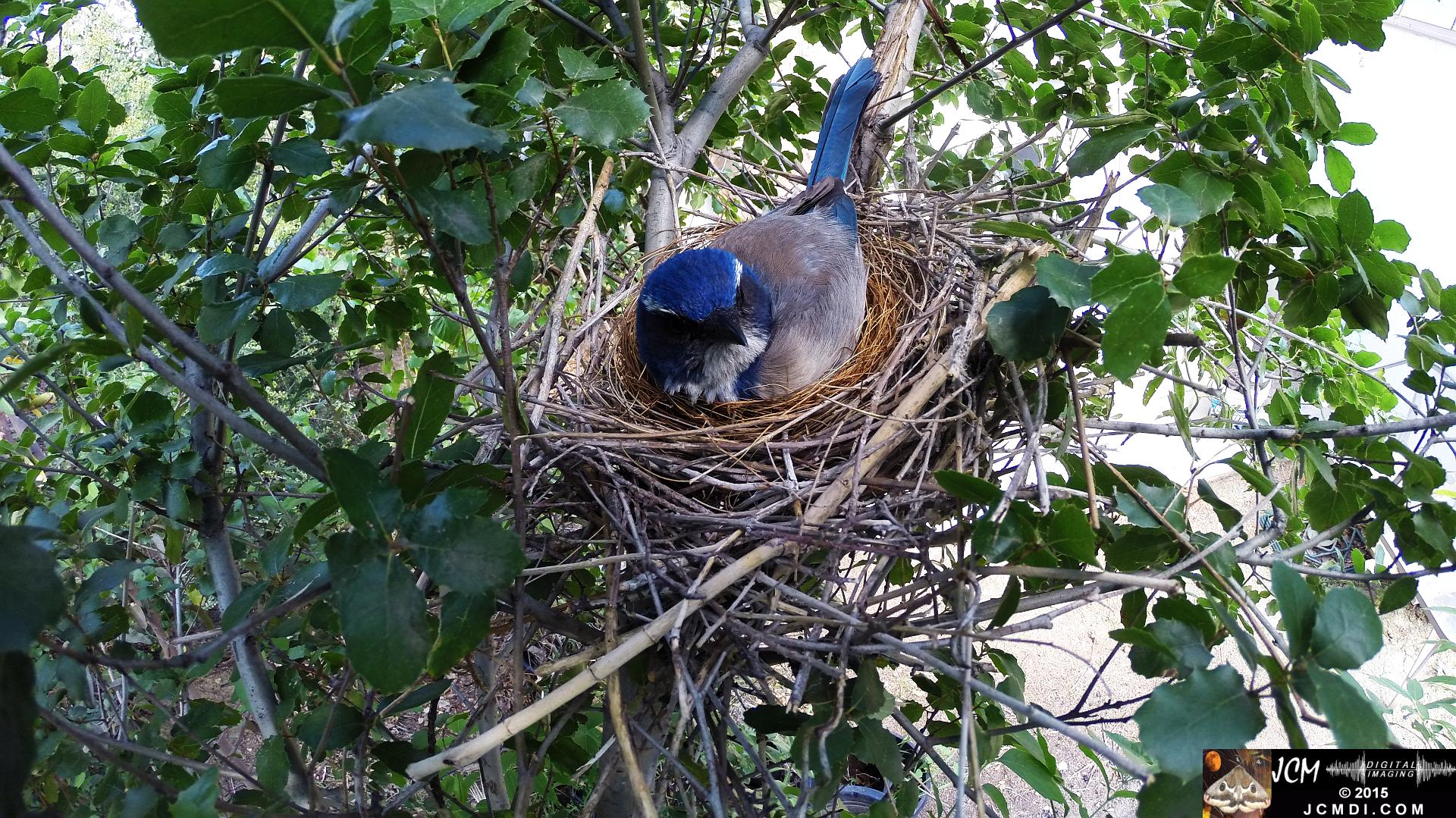 Scrub Jay Nest Documentary GoPro Hero3+ Black polecam 4-4-2015 Santa Clarita JCMDI.COM